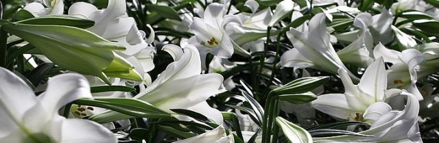 risen lilies 800px-Field-of-Easter-Lilies_ForestWander (2)